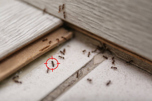 Professional Pest Control in Redan, GA